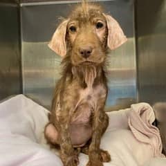 Sick and Skinny Dog Endures Heartbreaking Journey to Healing