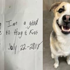 Dog Found Outside Burger King Reunites With Mom In Tearful Scene