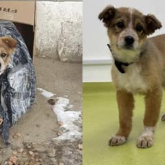 Heartbreaking Story of a Tiny Pup Left to Brave the Cold in a Cardboard Box