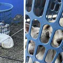 Abandoned Laundry Basket Reveals Tiny Dog Family in Need of Rescue