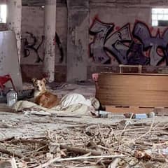 Tiny Dog Finds Hope After Being Left in an Abandoned Building