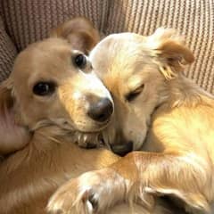 A Bonded Pair of Puppies Changed One Woman’s Life Forever