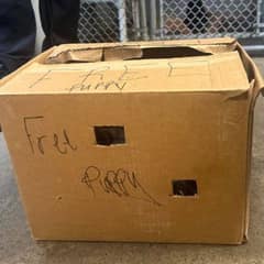 Abandoned Puppy Left in a Cardboard Box Finds Love Happiness and a Forever Home