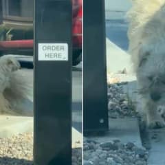 Lonely Pup Finds Hope After Waiting Days at McDonald’s Drive-Thru