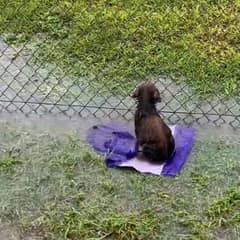 Puppy Found Alone In Flooded Field Learns Love Can Heal Everything