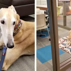 Therapy Dog Waited Alone at the Library Until the Internet Stepped In