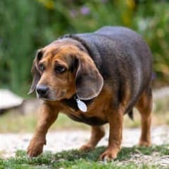 Shelter Dog Once Mocked for Her Size Finally Finds True Happiness