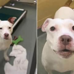 Florida Dog Returned to Shelter Still Wags Her Tail With Hope for a Forever Home