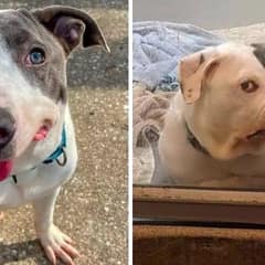 Quirky-Faced Pup Proves That Love Matters More Than Looks