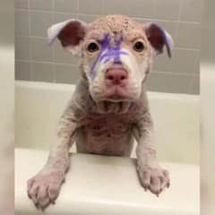 Prince the Puppy’s Journey From Neglect to Love and a Forever Home