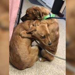 Terrified Dogs Saved From Neglect Show the World the Power of Love and Second Chances