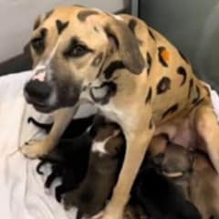 Painted Mama Dog And Her Nine Puppies Rescued From Arizona Heat