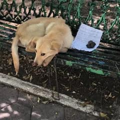 Chained Puppy Left With Heartbreaking Note Finally Learns to Trust Again