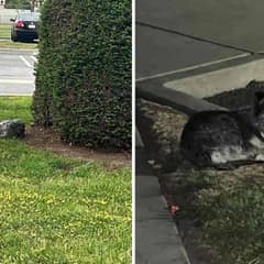 Dog Abandoned at a Schoolyard Finds Safety and Love After Weeks Alone