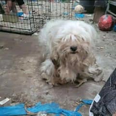 From Neglect to Hope: Eyelit’s Journey Out of an Abandoned Home