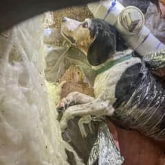 Curious Dog Rescued After Getting Stuck in Hidden Vent Passage