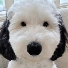 This Fluffy Pup Is Melting Hearts With Her Iconic Cartoon Resemblance