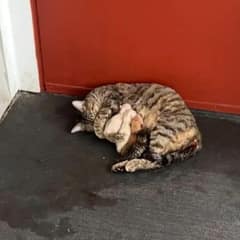 Abandoned Cat Found Guarding Her Newborn Kittens Outside a Neighbor’s Door