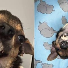 Little Pup With Special Needs Finds Joy in a Forever Home