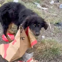 How a Flat Tire Led to the Rescue of an Abandoned Dog in Bulgaria