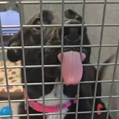 Abandoned Dog Spends Over a Year Waiting for Someone to See Her True Heart