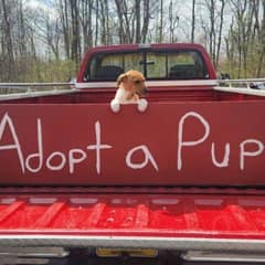 One Puppy’s Heartbreaking Wait After Seeing Every Sibling Get Adopted