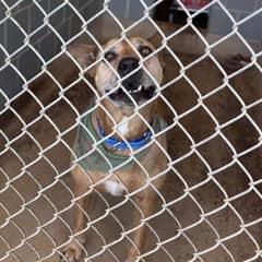 A Shelter Pup Waited 2,500 Days Before His Forever Family Arrived