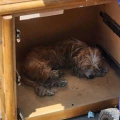 Forgotten Dogs Found Beside Trash Find Healing and Hope in Los Angeles