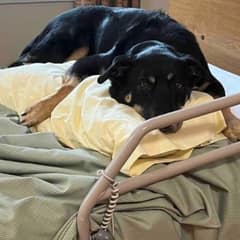 Stray Dog Breaks Into Nursing Home and Finds the Family He Was Searching For