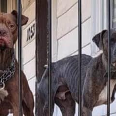 Forgotten Dogs Waited On A Porch As People Passed By Until Help Arrived