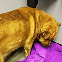 Senior Dog Overcomes Heartbreak And Begins To Heal In The Safety Of A Foster Home