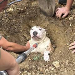 Senior Dog Stuck in Backyard Hole Rescued by Firefighters in New York