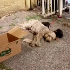 Rescued Poodle Mom and Puppies Find Hope After Alley Abandonment