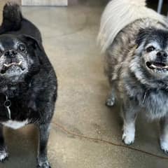 Senior Pug Mixes Woody and Bear Find Love After Being Surrendered