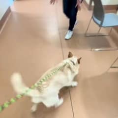 Shelter Puppy Rushed Into Her New Family’s Arms, Only to Be Returned Days Later