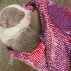 Tiny Puppy Was Marked To Be Euthanized Until A Vet Tech Stepped In To Save Her
