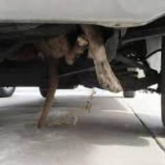 Terrified Dog Found Trapped in Car Engine Rescued by Arizona Humane Society