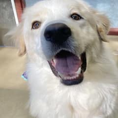 A Second Chance at Home: Dog Adopted After 14 Shelter Returns
