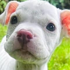 Rescued Puppy Was Near Death but Heals with Love and Starts a Bright New Life