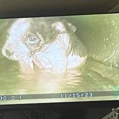 Rescuers Save Tiny Puppy From San Antonio Sewer After Hours Underground