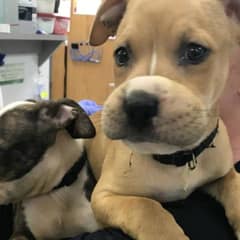 Abandoned Puppies Found With Rubber Bands Around Snouts Melt Hearts When Rescued
