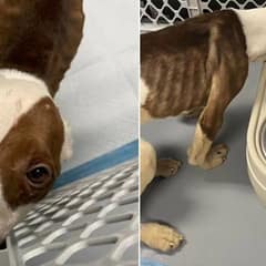 Left Alone and Forgotten, One Puppy’s Will to Live Sparked a Remarkable Rescue