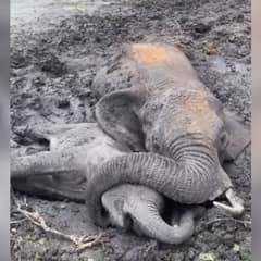 Mother Elephant Clings to Her Baby While Fighting for Survival in the Mud