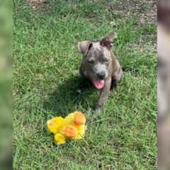 Stray Puppy In Critical Condition Gets A Second Chance At Life