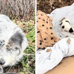 Mother Dog Found Protecting Her Puppy in a Roadside Ditch
