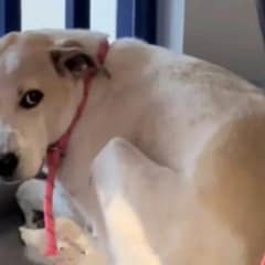 Peanut the Shelter Dog Has Waited Over 500 Days for a Forever Family