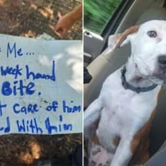 Puppy Found Abandoned in North Carolina With Heartbreaking Note Beside Him