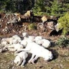 Rescuers Save Mother Dog and Puppies Left Alone in the Forest