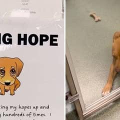 From 130 Days of Waiting to Forever Love: Bella’s Journey from Shelter to Home