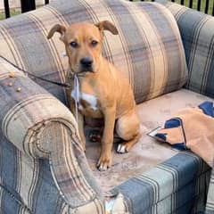 Abandoned Puppy Tied to Fence Finds Comfort and a Second Chance